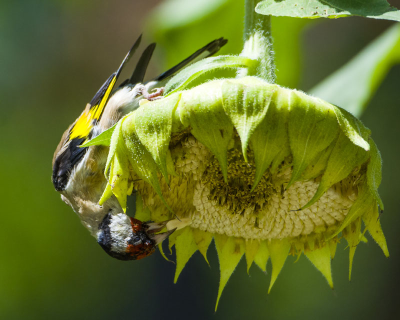 Il cardellino e il girasole